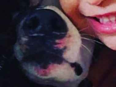 Cachorro cão para adoção Macho Médio  3 anos 