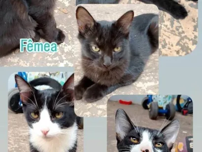 Gato SRD-ViraLata Pequeno 2-a-6-meses