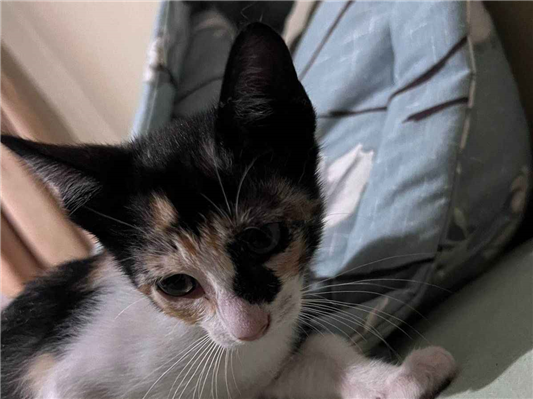 Gato para adoção Fêmea Pequeno 2 a 6 meses