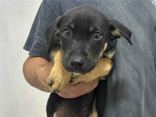 Cachorro cão para adoção Ambos Pequeno Abaixo de 2 meses 