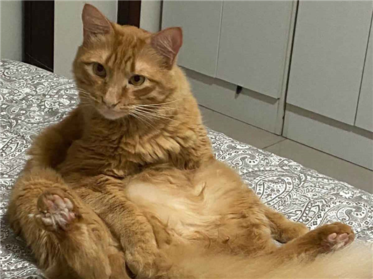 Gato para adoção Macho Médio 4 anos