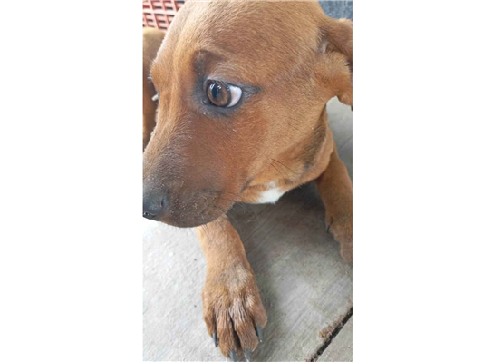 Cachorro cão para adoção Macho Médio  2 a 6 meses 