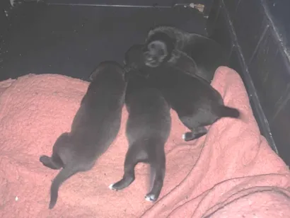 Cao SRD-ViraLata Medio Abaixo-de-2-meses