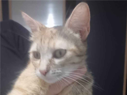 Gato para adoção Fêmea Médio 7 a 11 meses