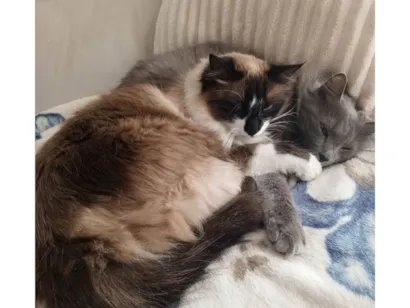 Gato Siamês Pequeno 2-anos