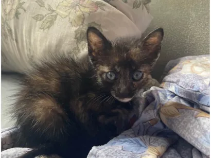 Gato SRD-ViraLata Pequeno 2-a-6-meses