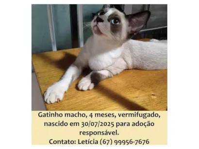 Gato SRD-ViraLata Pequeno 2-a-6-meses
