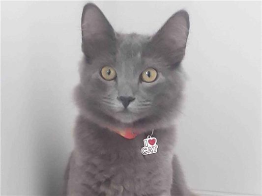 Gato para adoção Macho Pequeno 3 anos