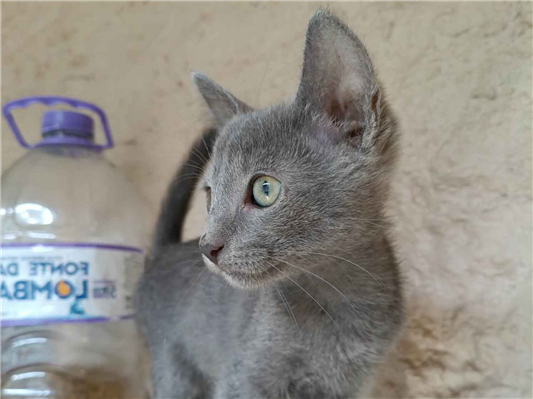 Gato para adoção Macho Pequeno 2 a 6 meses