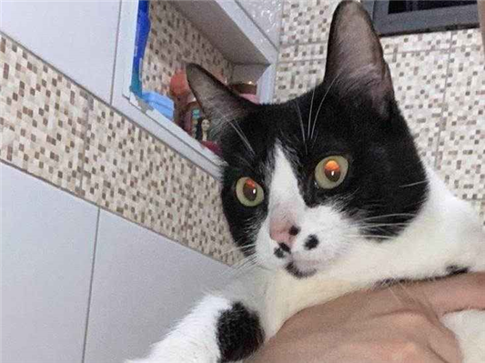 Gato Procura-Perdido Fêmea Médio 5 anos 
