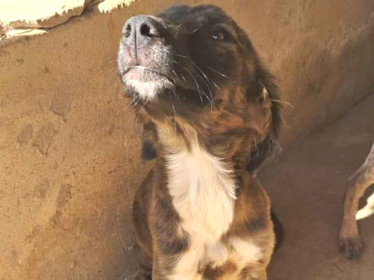 Cachorro cão para adoção Fêmea Médio  7 a 11 meses 