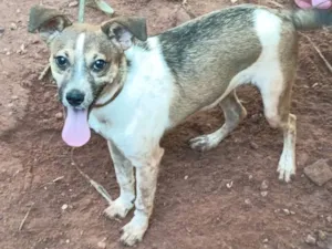 Cao SRD-ViraLata Medio 7-a-11-meses