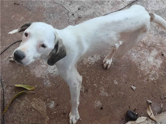 Cachorro cão para adoção Macho Médio  2 a 6 meses 