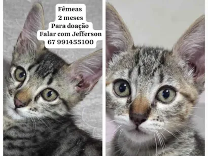 Gato Angorá Pequeno Abaixo-de-2-meses