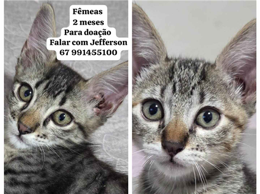Gato para adoção Fêmea Pequeno Abaixo de 2 meses
