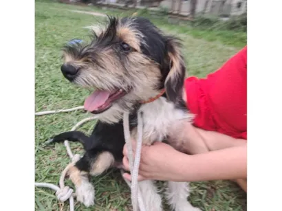 Cao SRD-ViraLata Medio 2-a-6-meses