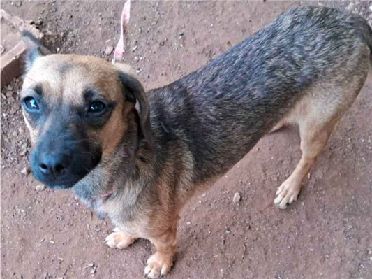 Cachorro cão para adoção Fêmea Pequeno 7 a 11 meses 