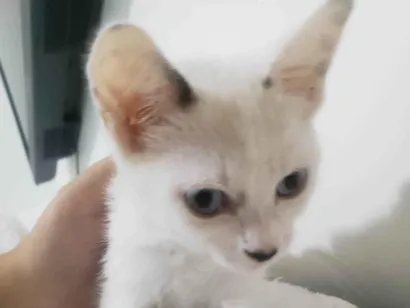 Gato SRD-ViraLata Pequeno Abaixo-de-2-meses