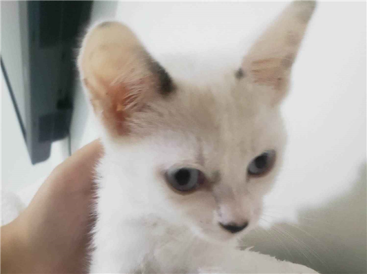 Gato para adoção Fêmea Pequeno Abaixo de 2 meses