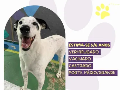 Cao SRD-ViraLata Medio 6-anos-Acima