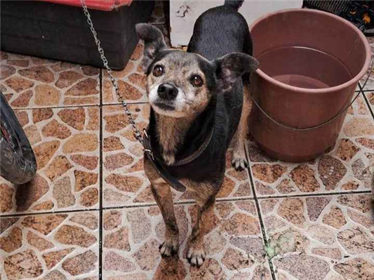 Cachorro cão para adoção Macho Médio  5 anos 