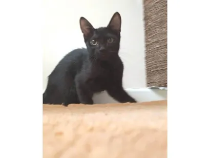 Gato SRD-ViraLata Pequeno 2-a-6-meses