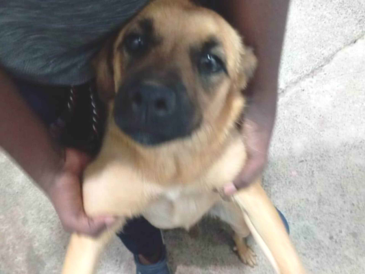 Cachorro cão para adoção Fêmea Médio  7 a 11 meses 