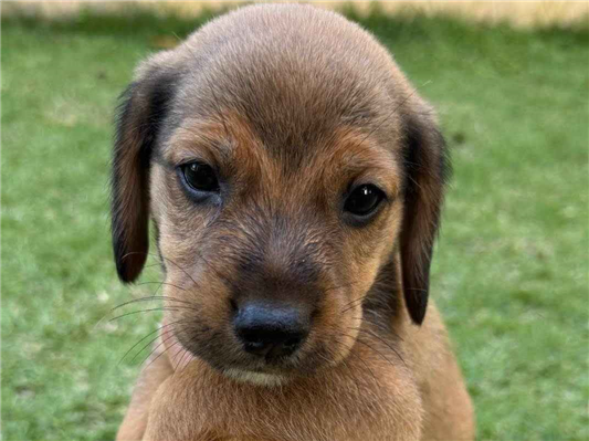 Cachorro cão para adoção Ambos Médio  2 a 6 meses 