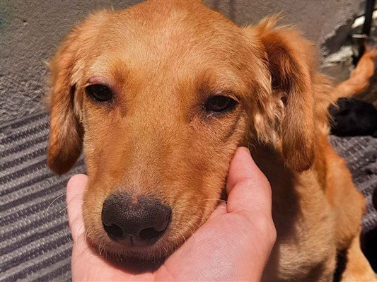 Cachorro cão para adoção Fêmea Médio  2 a 6 meses 