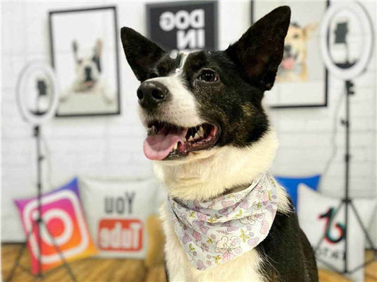 Cachorro cão para adoção Fêmea Médio  3 anos 