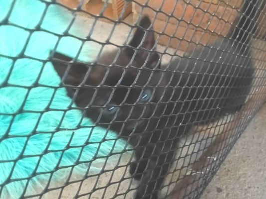 Gato para adoção Macho Pequeno Abaixo de 2 meses