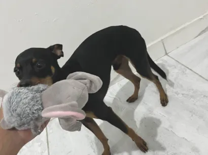 Cao Pinscher Pequeno 7-a-11-meses