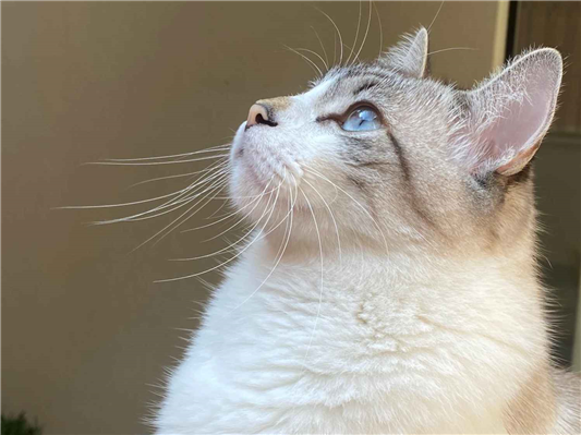 Gato para adoção Ambos Pequeno 4 anos