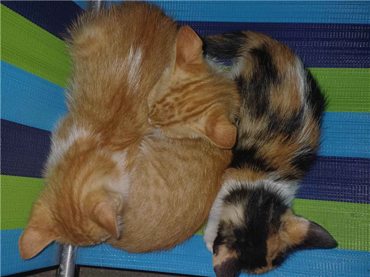 Gato para adoção Ambos Pequeno 2 a 6 meses