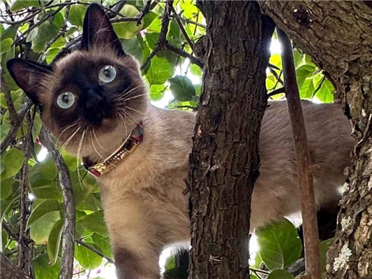 Gato Procura-Perdido Fêmea Médio 7 a 11 meses 