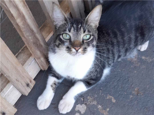 Gato para adoção Macho Médio 3 anos