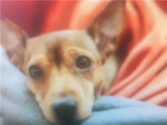 Cachorro cão para adoção Fêmea Médio  7 a 11 meses 