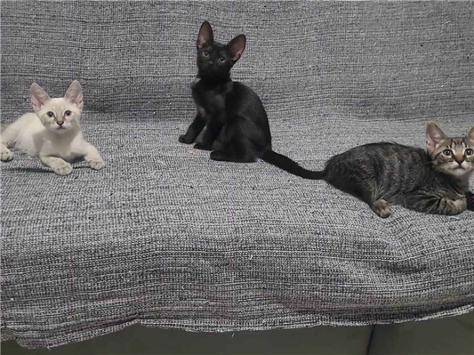 Gato para adoção Ambos Pequeno Abaixo de 2 meses