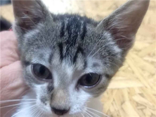 Gato para adoção Macho Pequeno 2 a 6 meses