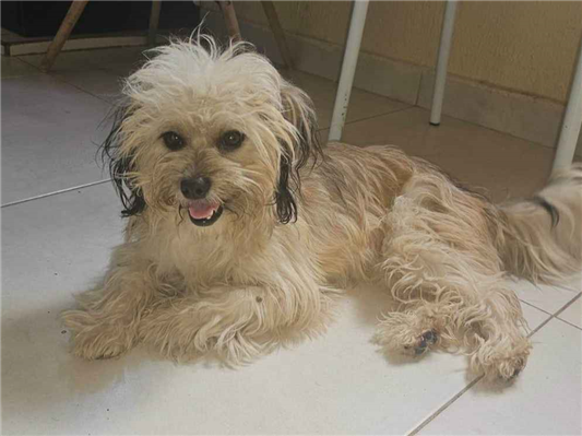 Cachorro cão para adoção Macho Pequeno 4 anos 