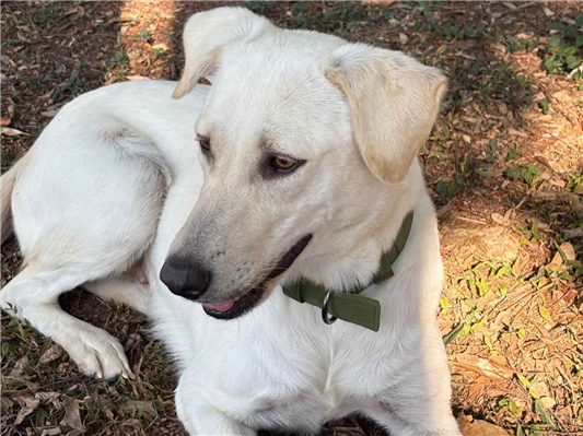 Cachorro cão para adoção Fêmea Médio  2 anos 