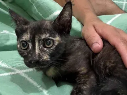 Gato SRD-ViraLata Pequeno 2-a-6-meses