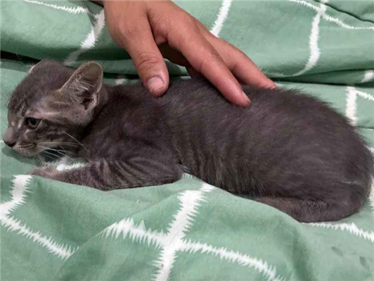 Gato para adoção Macho Pequeno 2 a 6 meses
