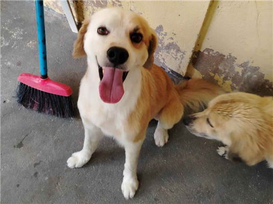 Cachorro cão para adoção Ambos Médio  4 anos 