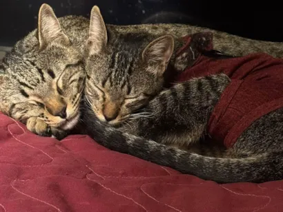 Gato SRD-ViraLata Medio 1-ano