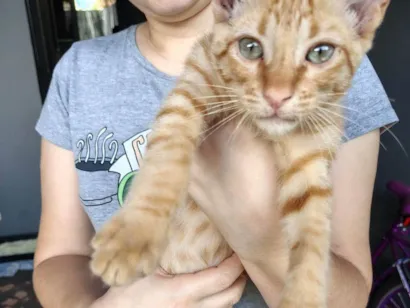 Gato SRD-ViraLata Pequeno Abaixo-de-2-meses