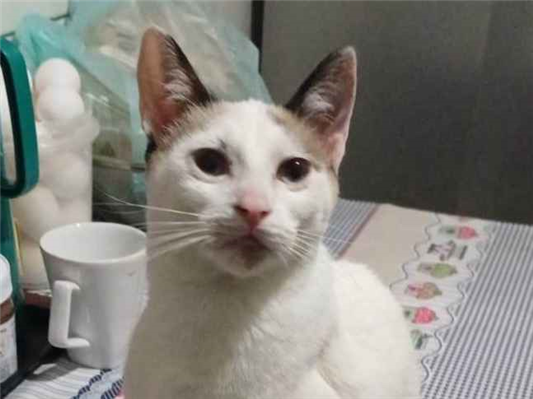 Gato para adoção Fêmea Pequeno 2 a 6 meses