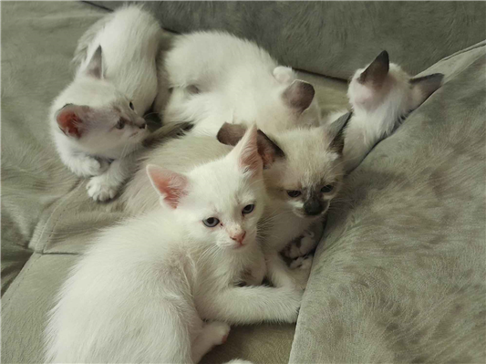 Gato para adoção Ambos Pequeno Abaixo de 2 meses