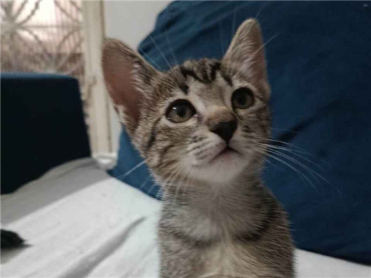 Gato para adoção Fêmea Médio 2 a 6 meses