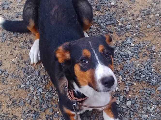 Cachorro cão para adoção Fêmea Médio  1 ano 